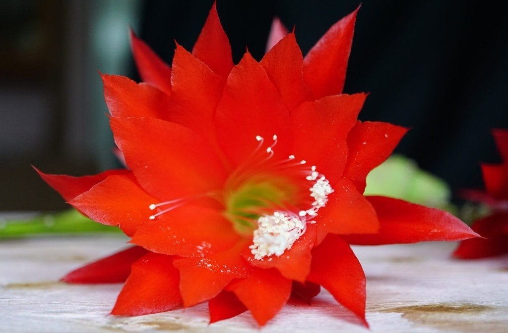 epiphyllum cactus albatros gewortelde stekken, Huis en Inrichting, Kamerplanten, Minder dan 100 cm, Bloeiende kamerplant, Halfschaduw