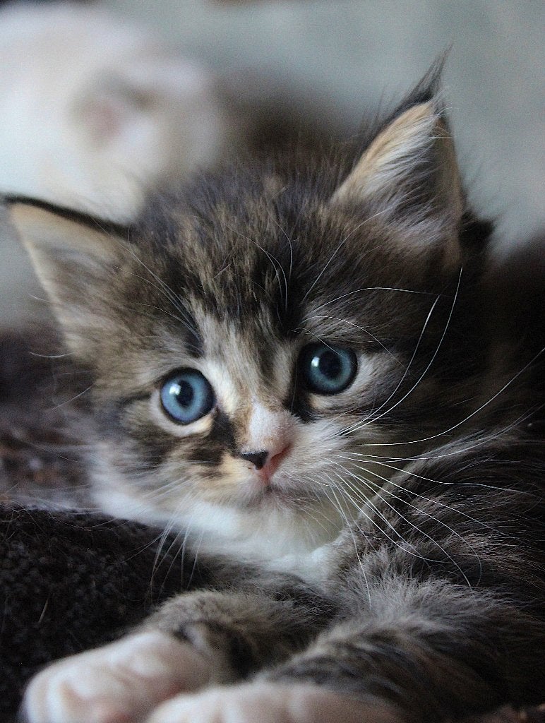 Liefste pluizenbolletjes zoeken gouden mand. Ragdoll x Brit, Meerdere dieren, Ontwormd, 0 tot 2 jaar
