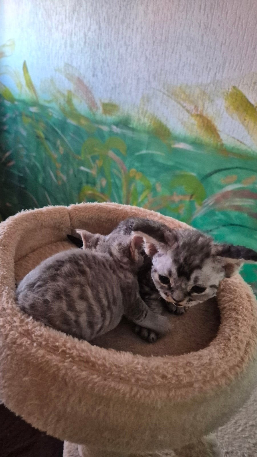 Devon-Rex, Dieren en Toebehoren, Katten en Kittens | Raskatten | Korthaar, Poes, 0 tot 2 jaar