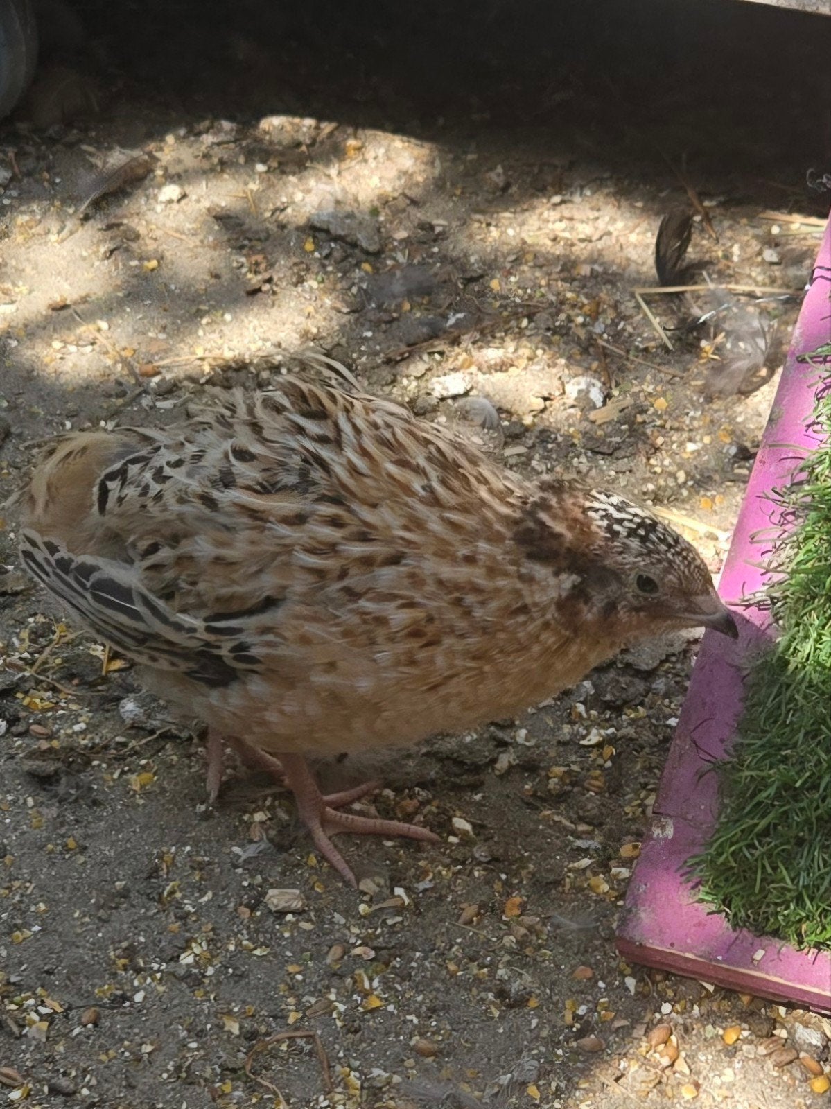 Trio Japanse kwartels, Dieren en Toebehoren, Pluimvee, Overige soorten, Meerdere dieren