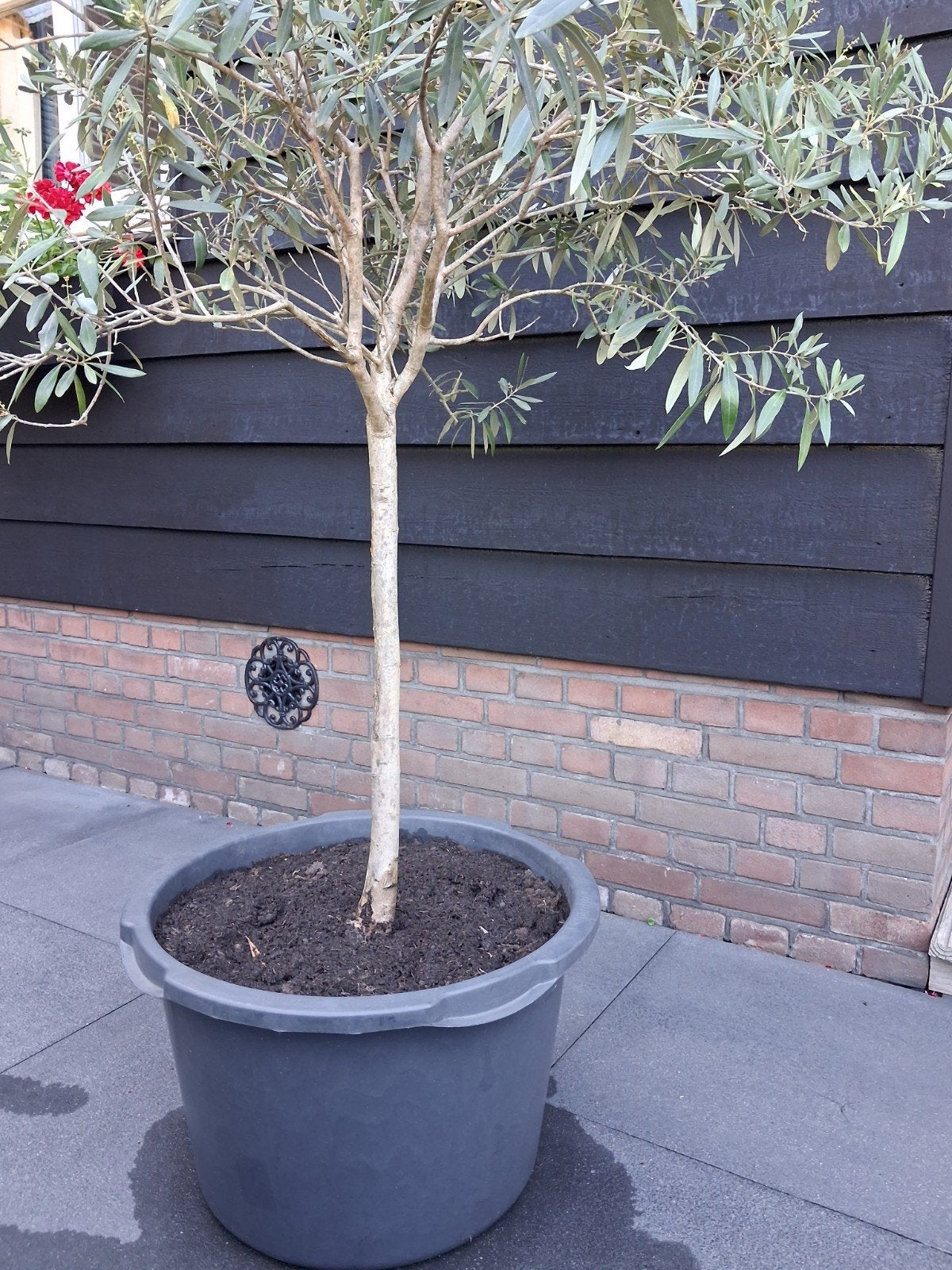 Olijfboom,  2 m hoog, met vruchtjes., Ophalen, Volle zon, Vaste plant, Zomer