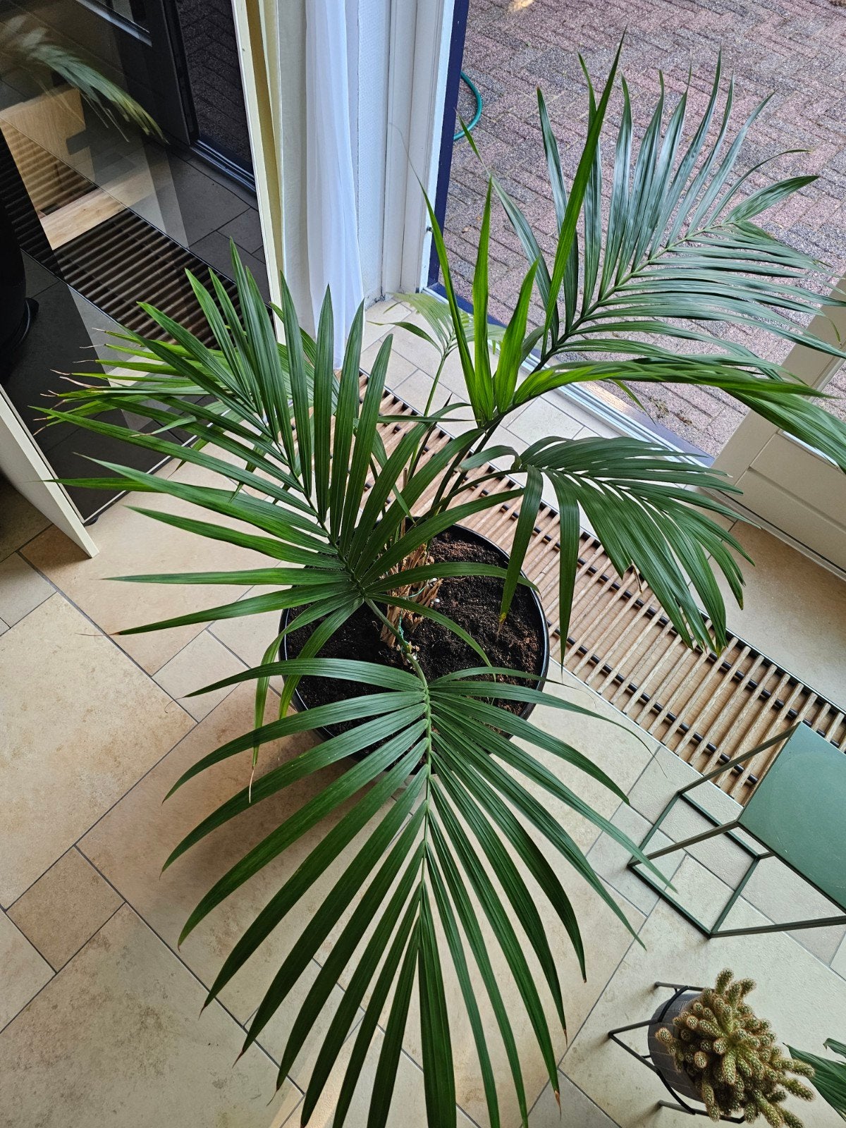 Grote plant in grote pot, Tuin en Terras, Ophalen, Overige soorten, Volle zon
