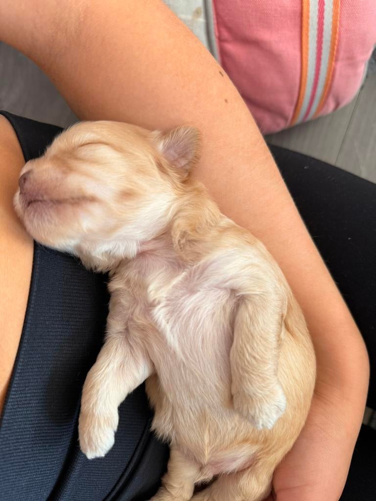 Shihpoo pups 23 april geboren 1 teefje 2 reutjes over, Ophalen of Verzenden, Zo goed als nieuw
