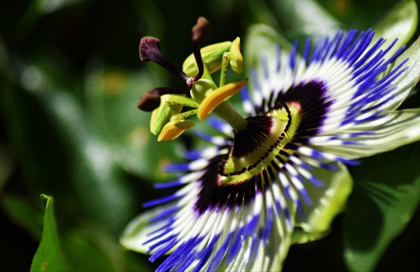 Passieflora gratis stekjes., Tuin en Terras, Ophalen, Vaste plant, Klimplanten, Volle zon
