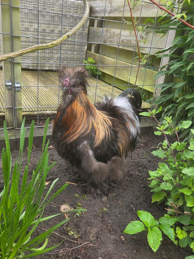 Leuke gemixte toom Zijdehoenders, Dieren en Toebehoren, Pluimvee, Meerdere dieren, Kip