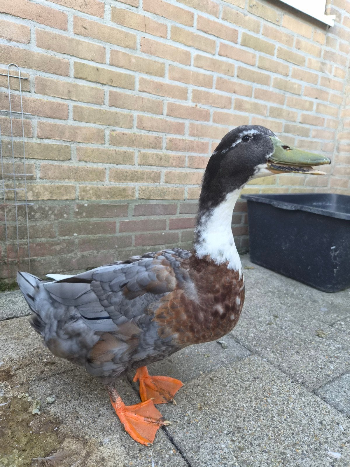 Saksische woerd, Dieren en Toebehoren, Pluimvee, Mannelijk, Eend