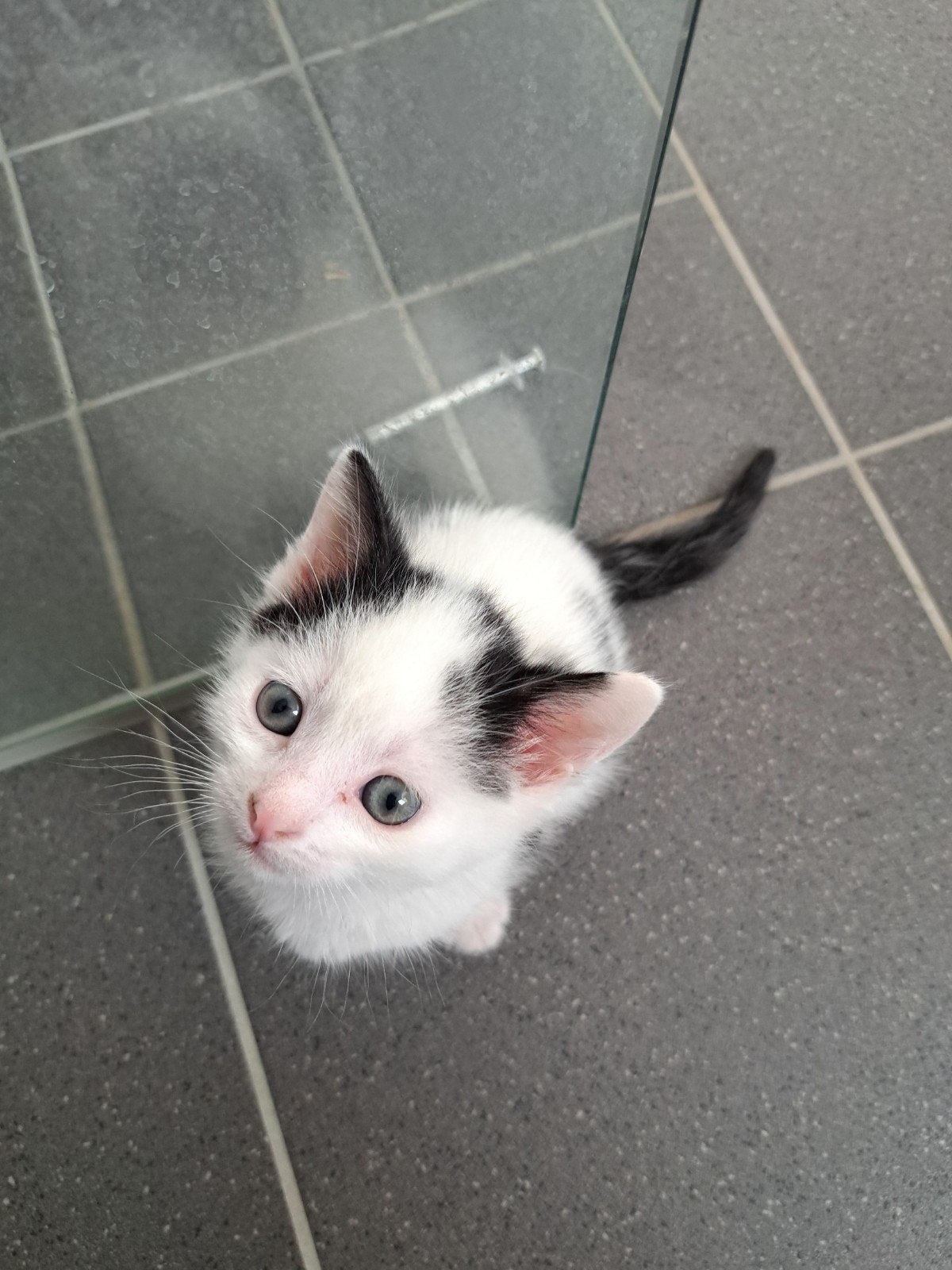 Kittens, Kater, Ontwormd, 0 tot 2 jaar