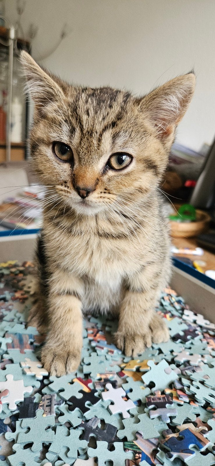 britse korthaar kittens, Meerdere dieren