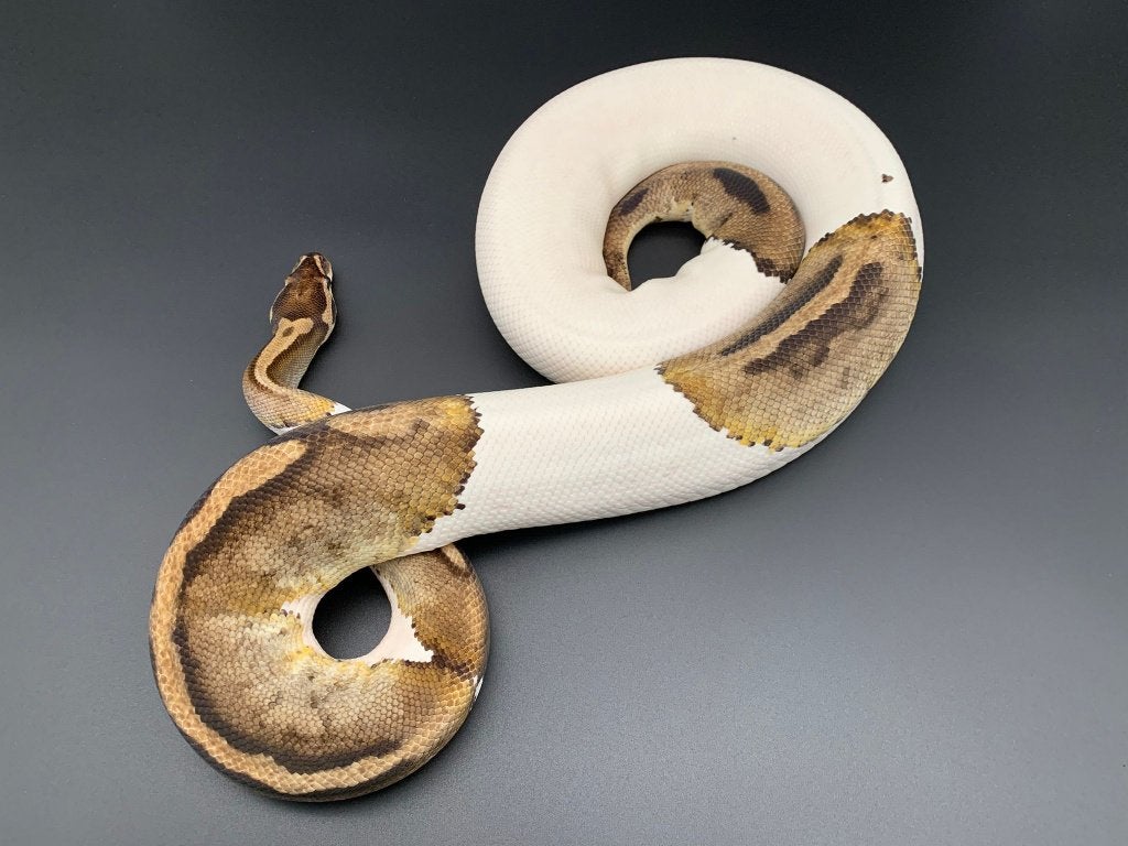 0.1 piebald python regius volwassen Reticulated Python - female for sale from DemonSnakes