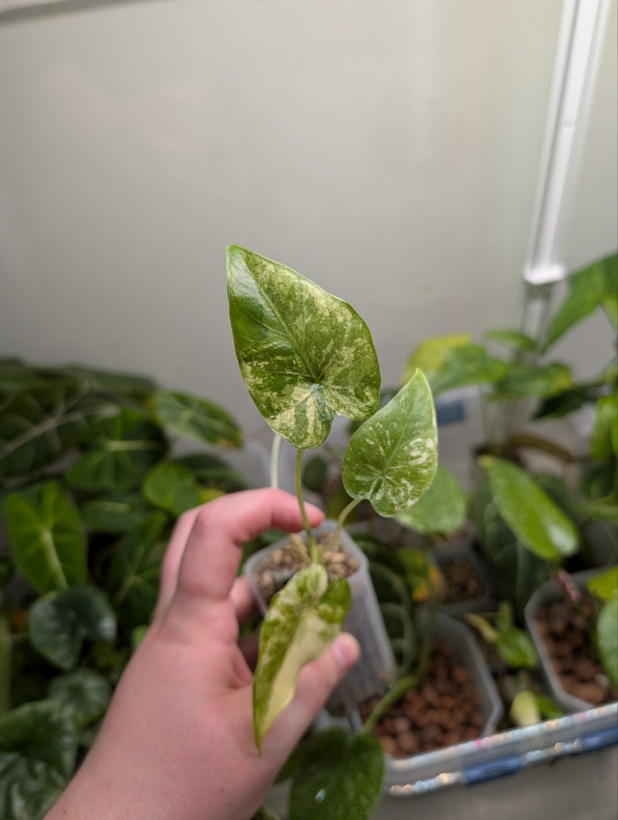 Alocasia Gageana Albo, Ophalen of Verzenden, Halfschaduw, Minder dan 100 cm
