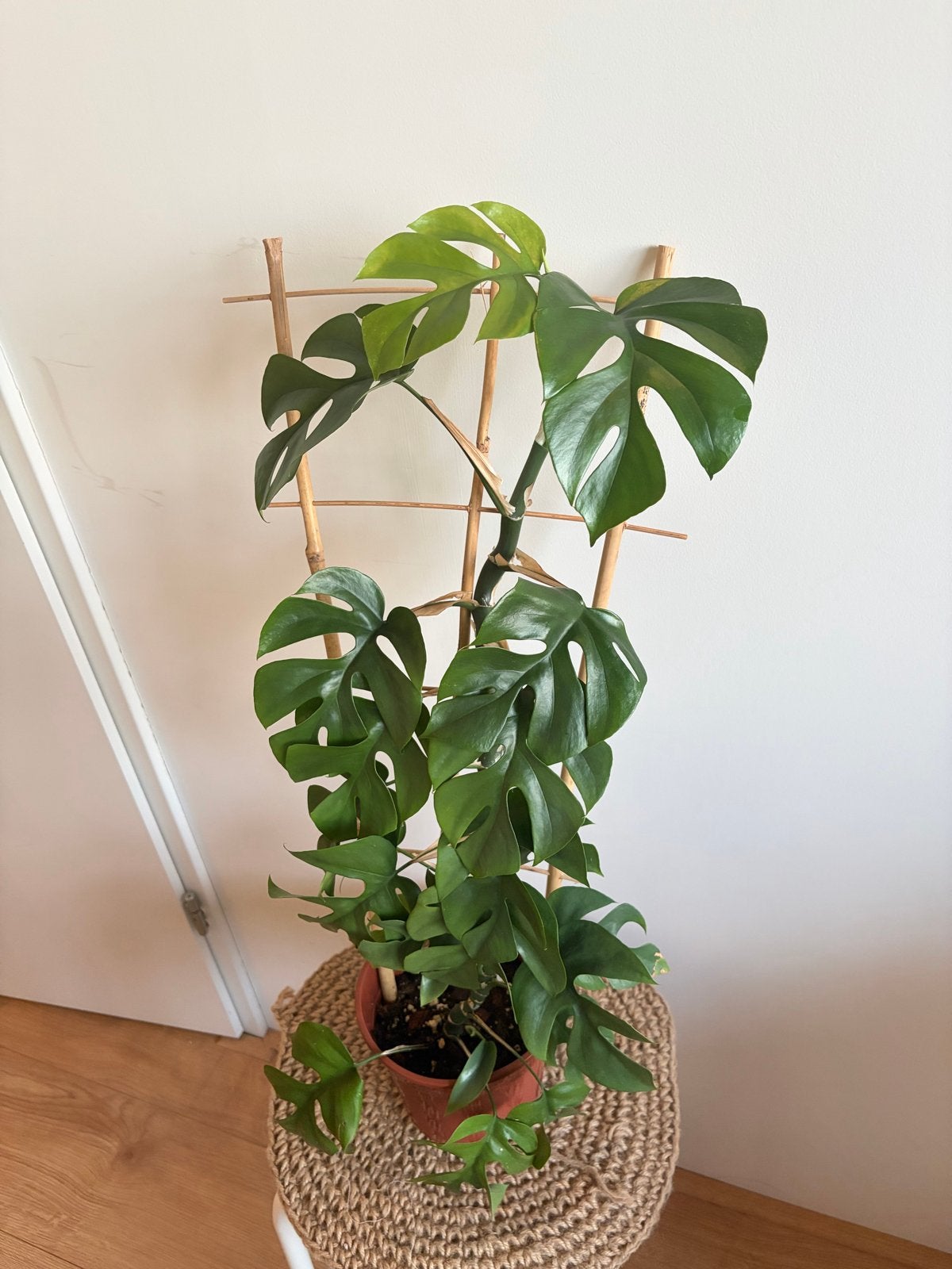 Monstera Minima (Rhaphidophora Tetrasperma) met klimrek, Ophalen, Vaste plant, Bloeit niet, Halfschaduw
