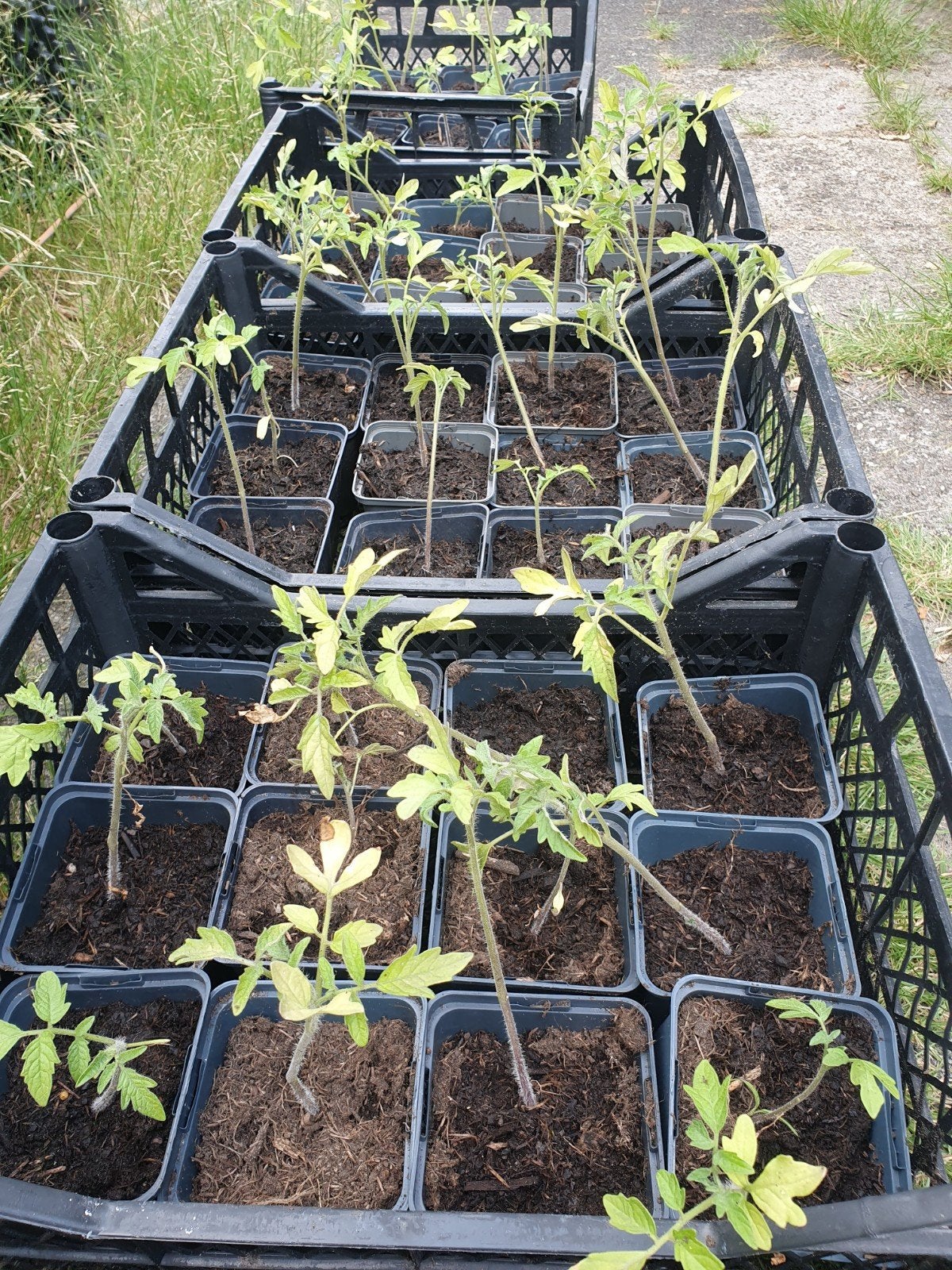 Zaailingen, 2 srtn tomaten jalapeño's  loquat granaatappel, Ophalen, Volle zon, Eenjarig, Zomer