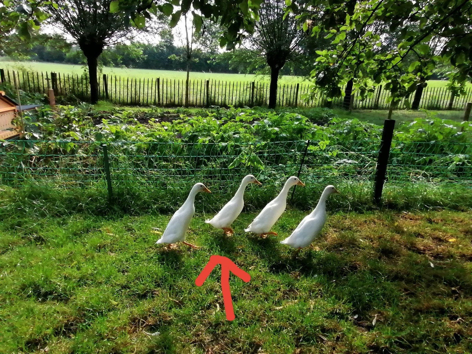 Mini Loopeenden woerd mannetje ruilen voor vrouwtje, Dieren en Toebehoren, Vrouwelijk, Eend