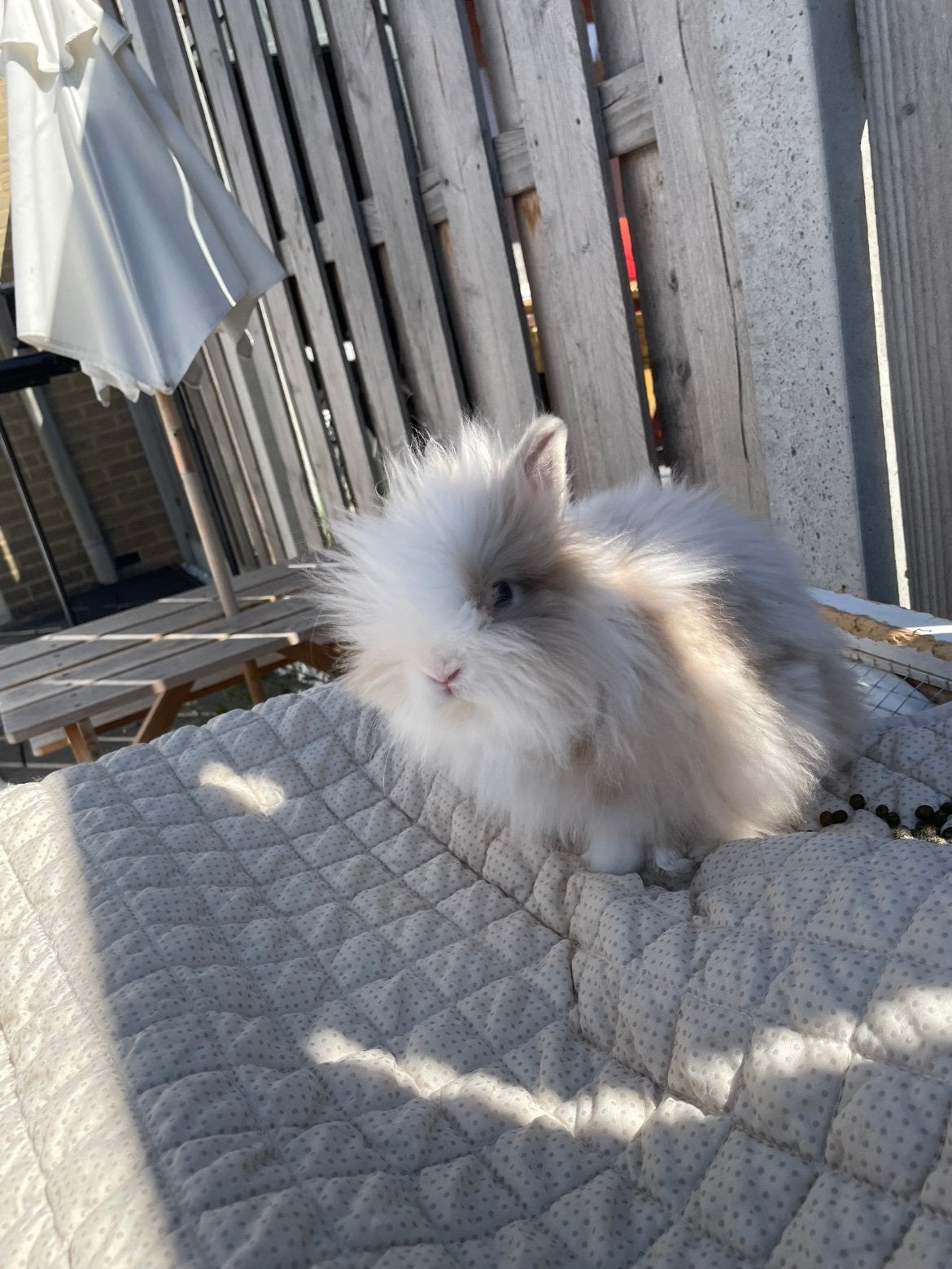Grijs/wit en Bruin/ wit Leeuwkop konijntjes, Meerdere dieren, Dwerg, 0 tot 2 jaar