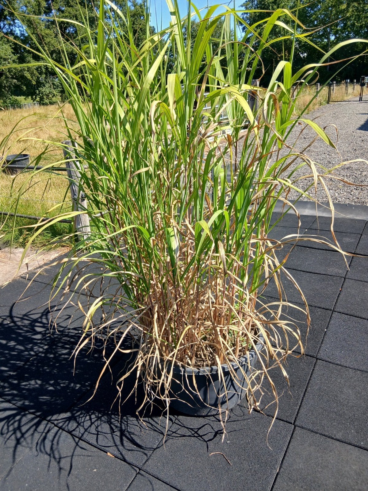 olifantengras miscanthus, Ophalen, Vaste plant, Overige soorten, Halfschaduw