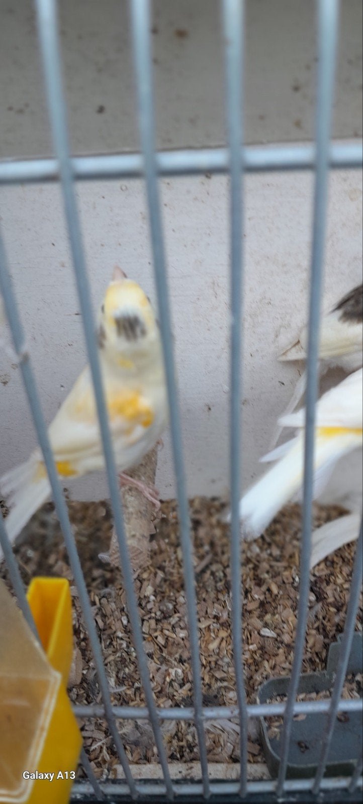 kanaries, Meerdere dieren, Zangkanarie