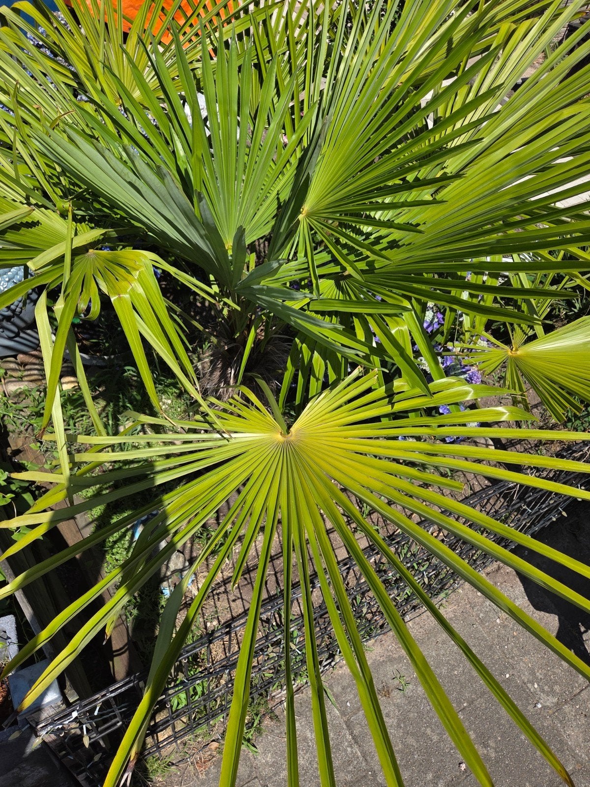 Trachycarpus Fortunei - Winterharde Palmboom, Volle zon, Vaste plant, Bloeit niet, Ophalen