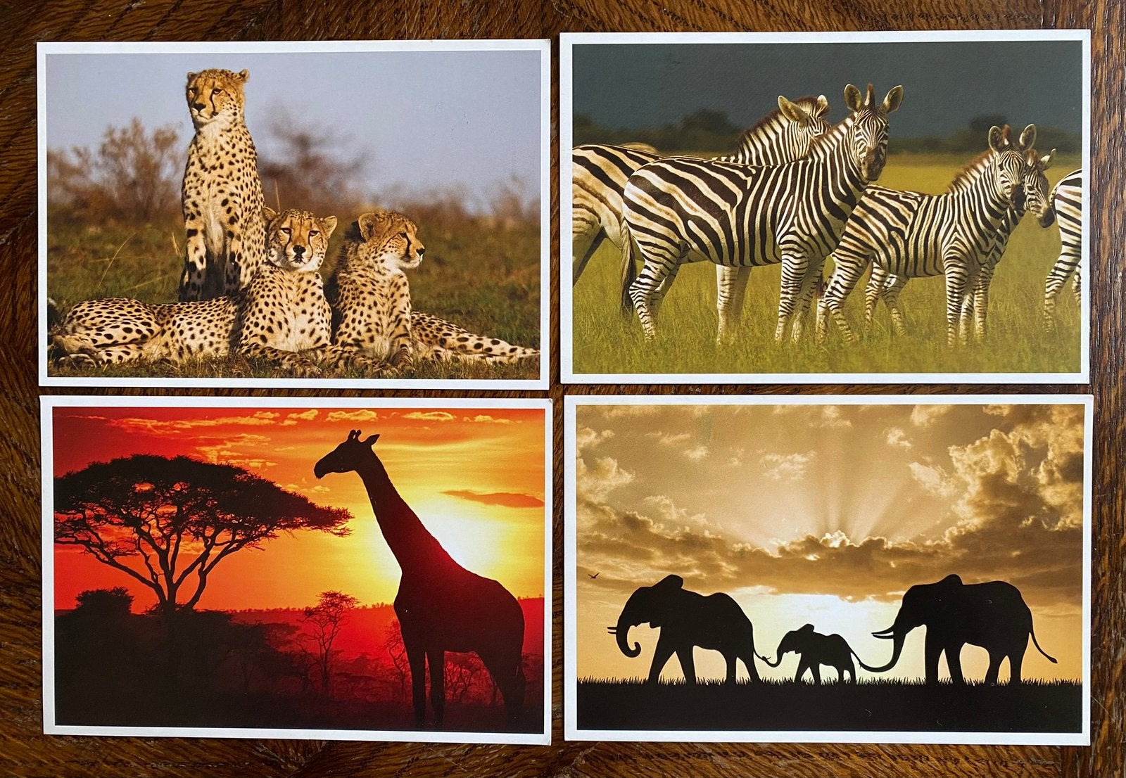 4 Nieuwe KAARTEN - WILDE DIEREN AFRIKA, Verzamelen, Verzenden, 1980 tot heden, Ongelopen, Wild dier