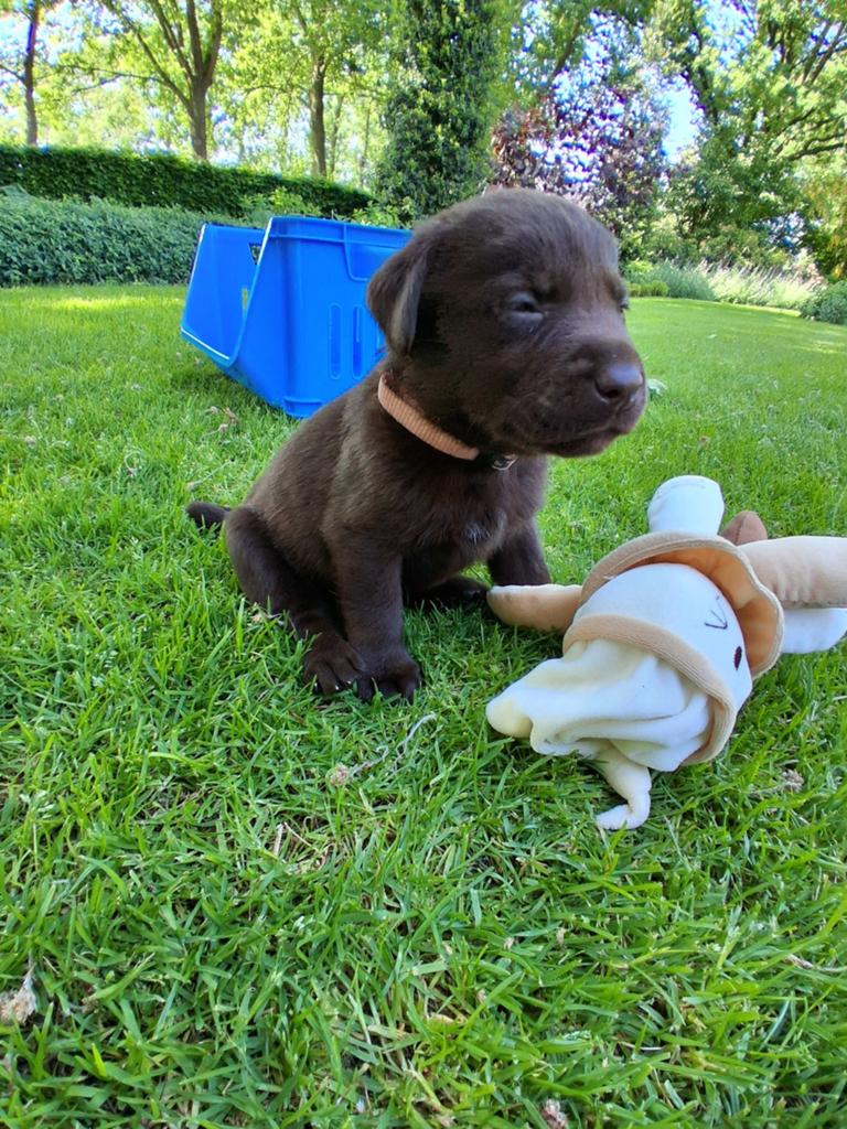 Labrador pups, Dieren en Toebehoren, 8 tot 15 weken, Labrador retriever, Parvo, Meerdere