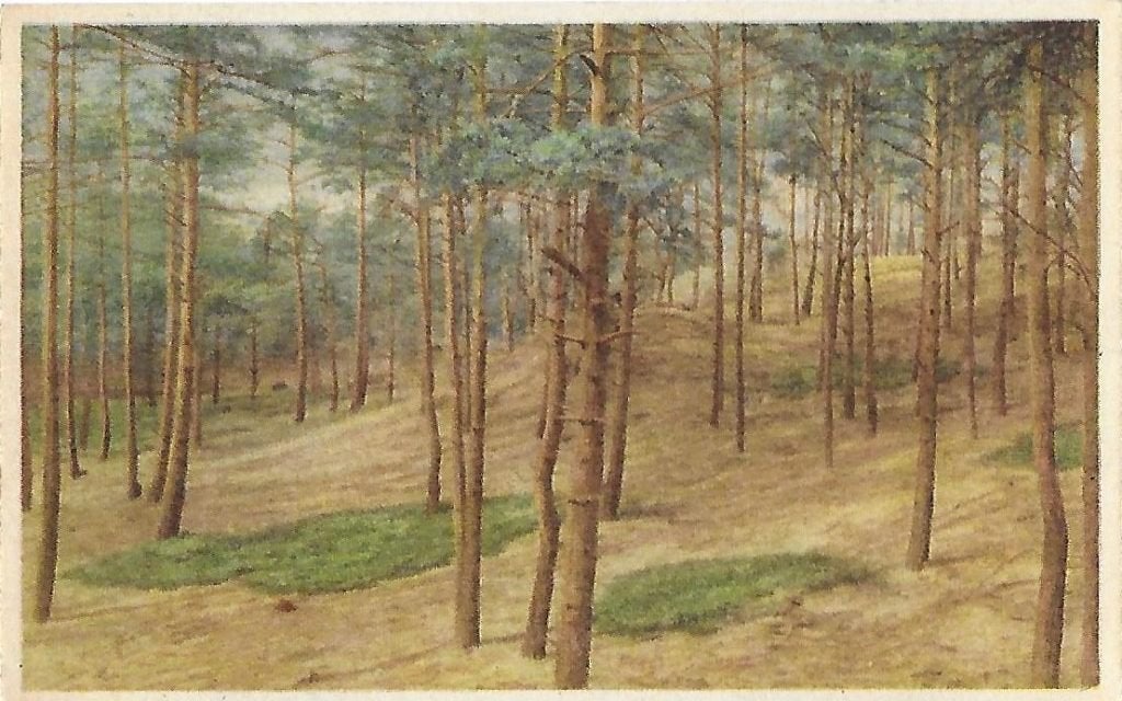 Oldebroek heuvelrand in bos oude ansichtkaart ( 8032 ), Verzamelen, Ophalen of Verzenden, 1940 tot 1960, Gelopen