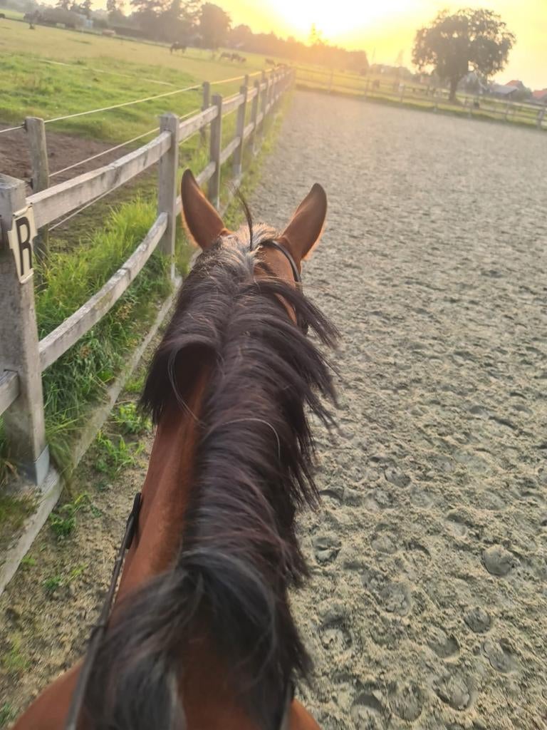 Gezocht, bijrijder voor paard 2-3x per week., Dieren en Toebehoren, Ophalen, Nieuw