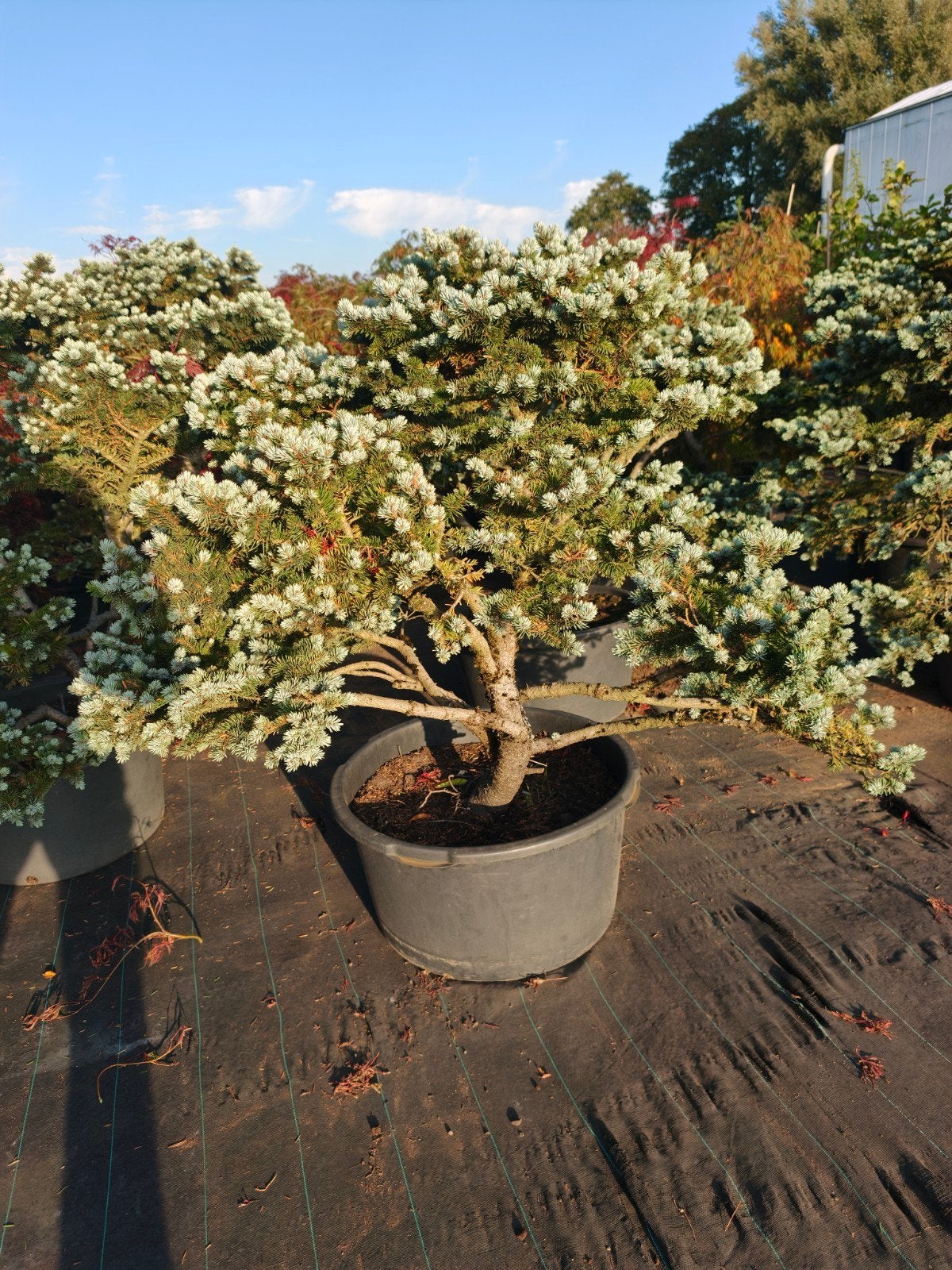 Prachtige Bonsai Conifeer in Pot - Unieke Vorm, Tuin en Terras, Bloeit niet, Overige soorten, 100 tot 250 cm, Ophalen