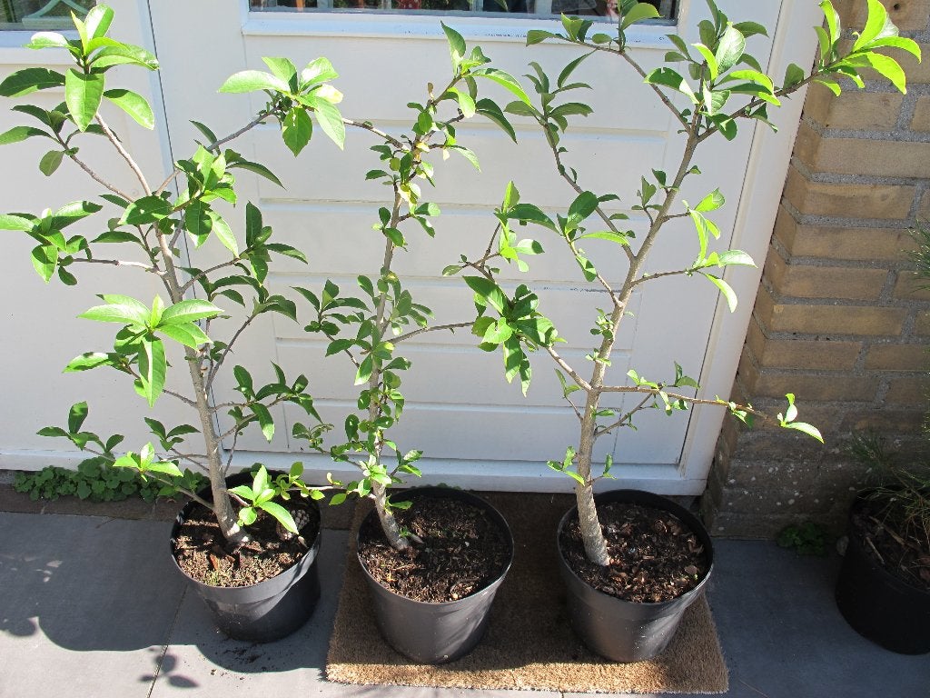Drie Baobab bomen in pot te koop, Adansonia Digitata, Ophalen, Overige soorten, In pot, Minder dan 100 cm