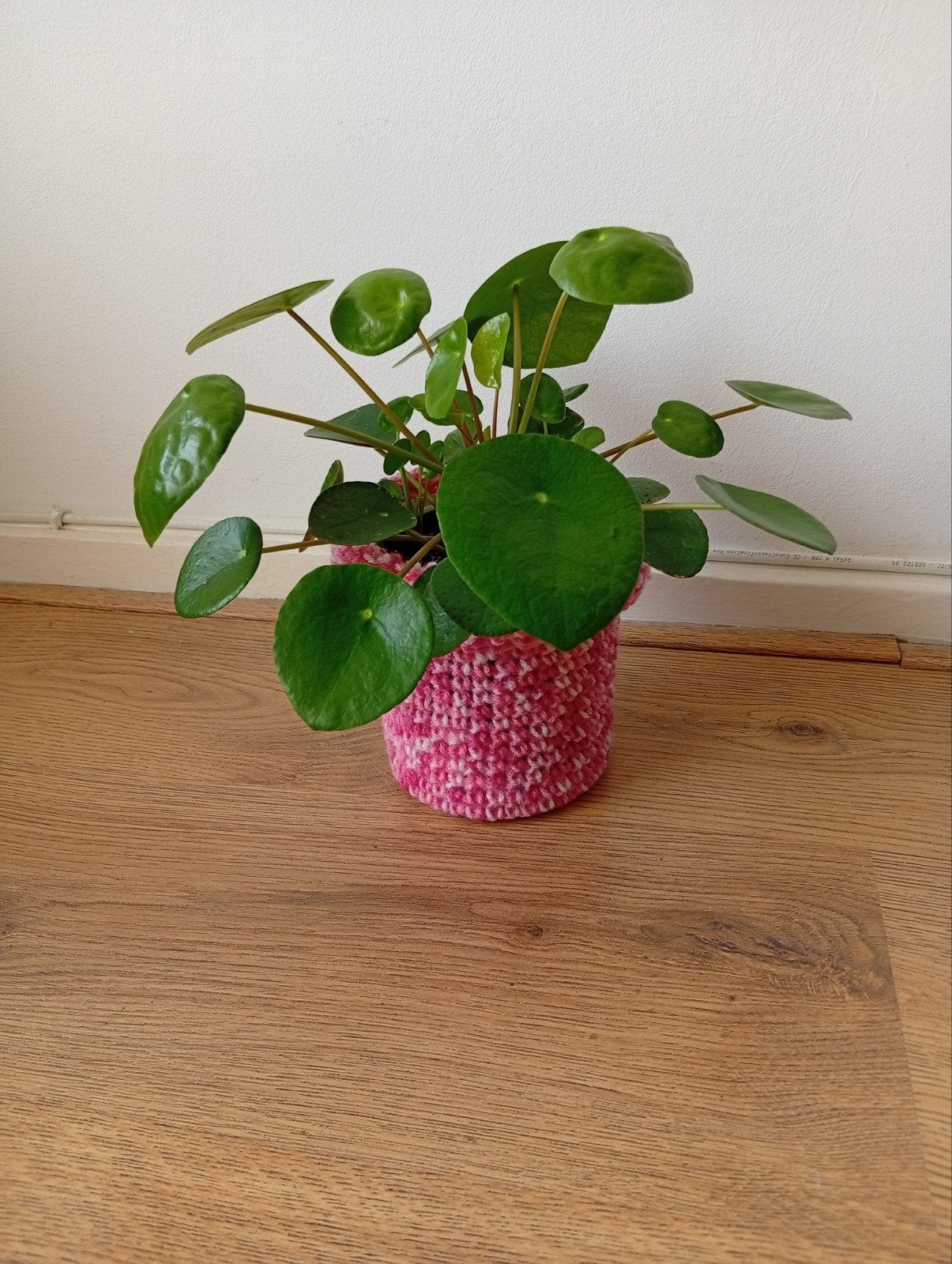 pannenkoek plant., Ophalen of Verzenden, Halfschaduw, Minder dan 100 cm