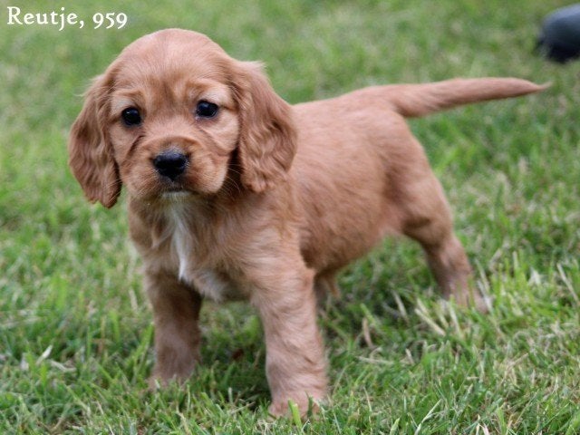 mooie spaniël pups, Nederland, Parvo, Overige rassen, 8 tot 15 weken