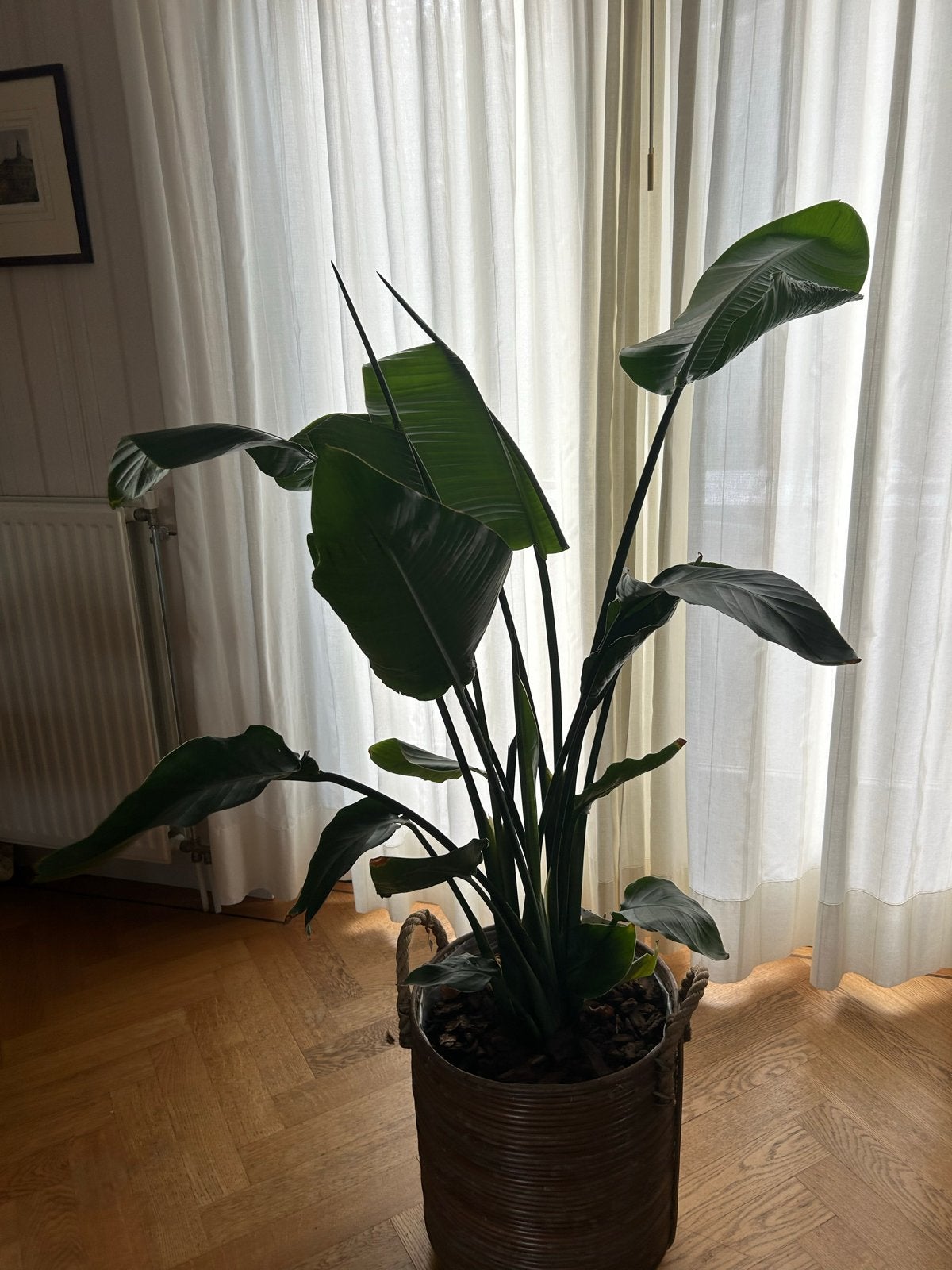 Grote Strelitzia / Paradijsvogelplant met decoratieve pot, Ophalen, Overige soorten, In pot, 150 tot 200 cm