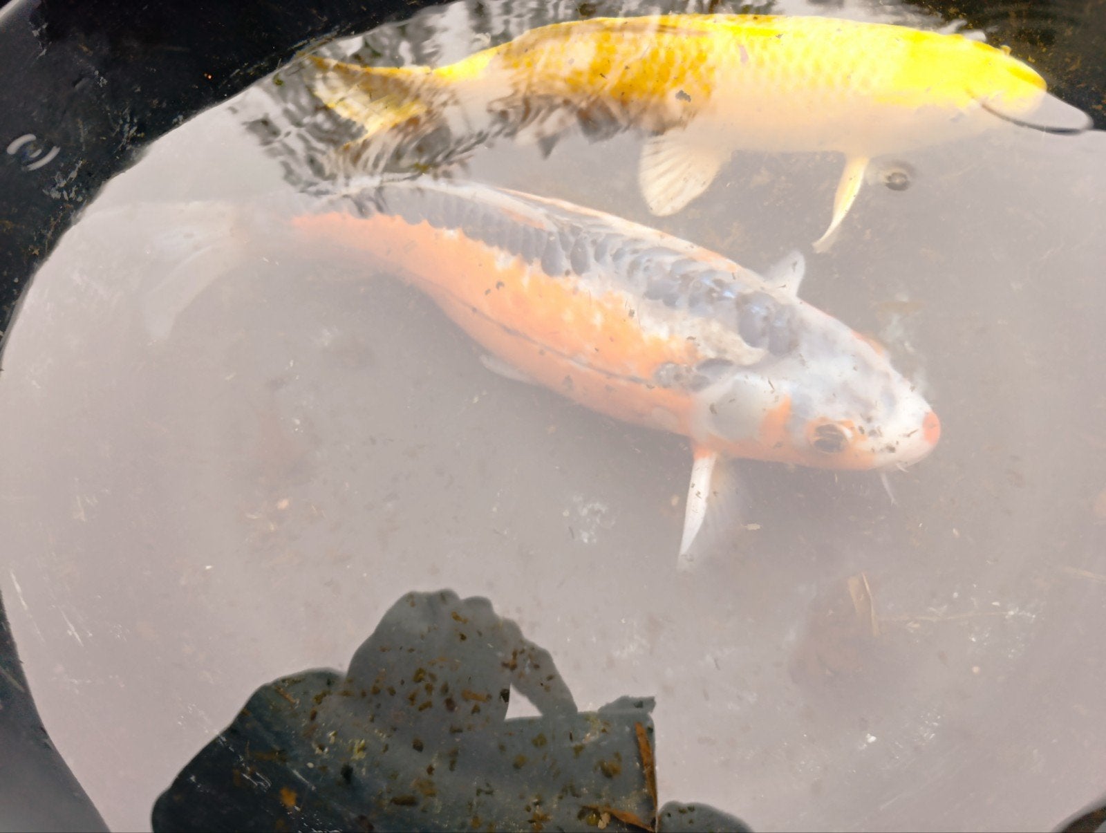 koi karpers, Dieren en Toebehoren, Karper of Koi