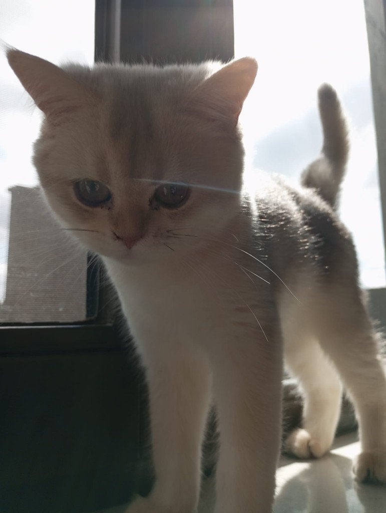 Britse korthaaar, Poes, Ontwormd, 0 tot 2 jaar