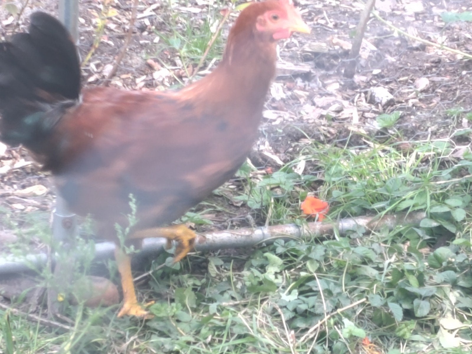 mooie Haan welsumer biologisch, Dieren en Toebehoren, Pluimvee, Mannelijk, Kip