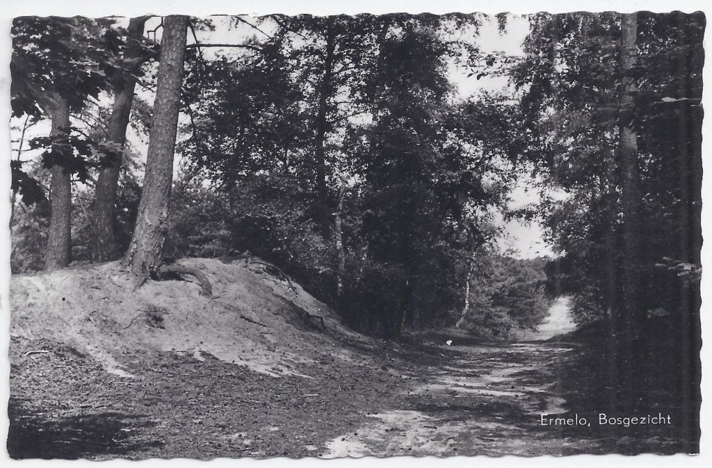 Ermelo Bosgezicht Oude Gelopen Ansichtkaart ( B1485, Ophalen of Verzenden, 1940 tot 1960, Gelopen, Gelderland