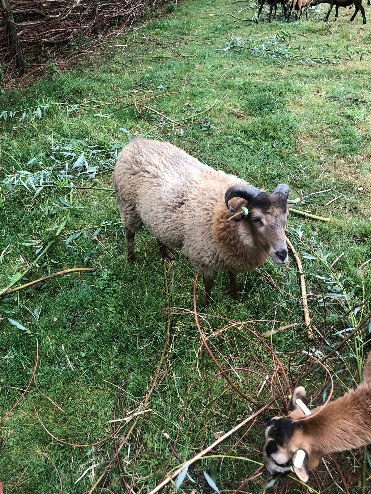 Ram Drents heideschaap van dit jaar, Dieren en Toebehoren, Schapen, Geiten en Varkens, Mannelijk, Schaap