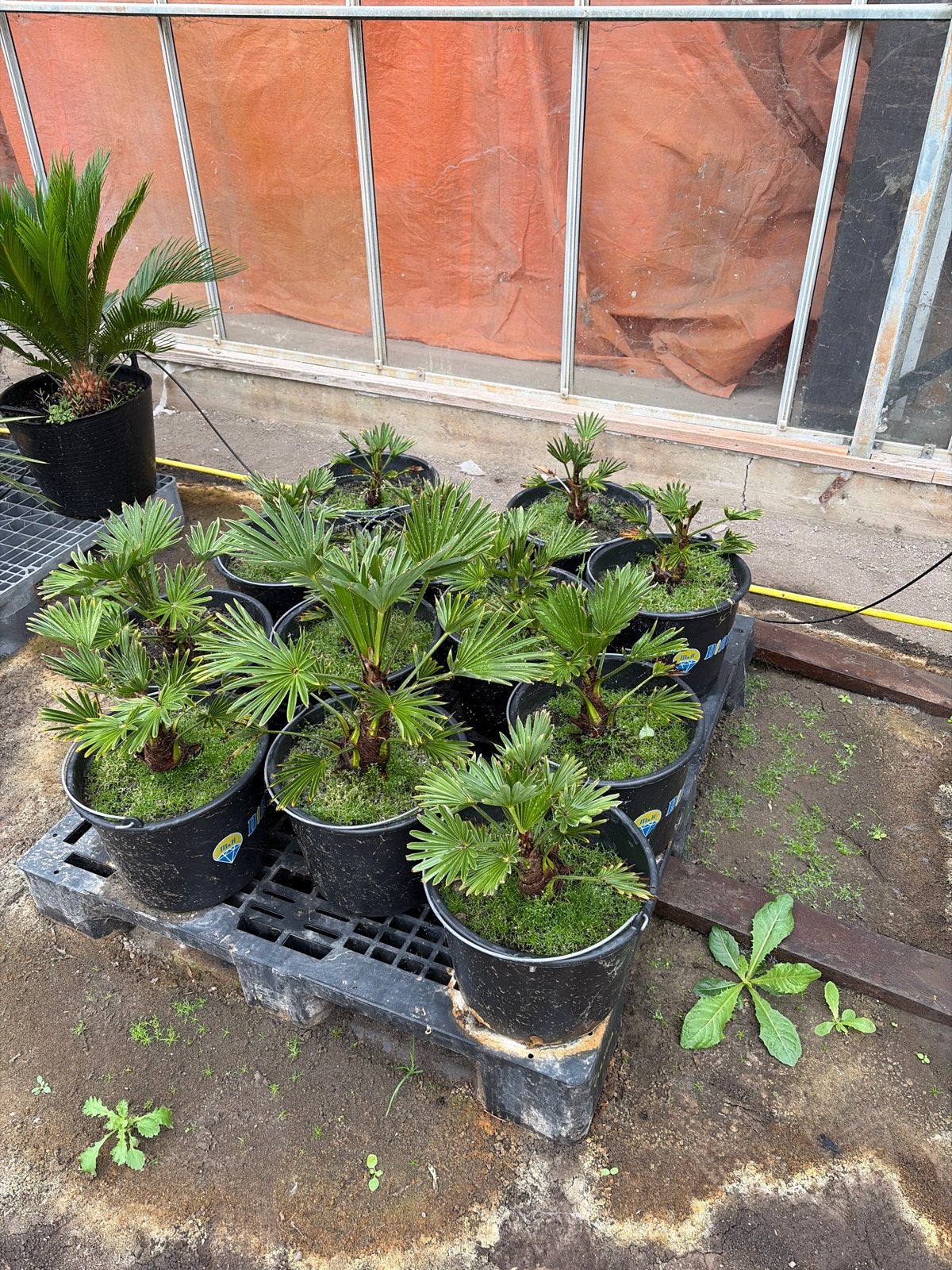 Trachycarpus Fortunei - Winterharde Palmboom, Overige soorten, Volle zon, Vaste plant, Ophalen of Verzenden