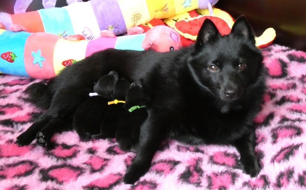 Schipperke pup, Parvo, 8 tot 15 weken, Eén hond, Nederland