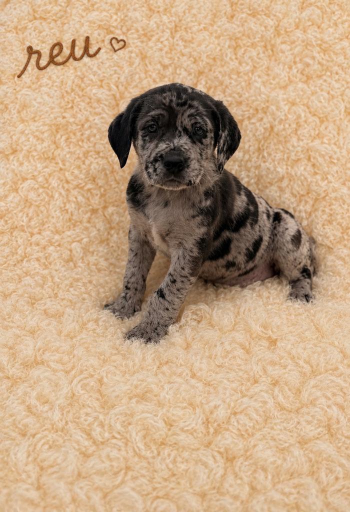 Exclusieve Cane Corso x Australian Shepherd nestje, Dieren en Toebehoren, Honden | Herdershonden en Veedrijvers, Parvo, België