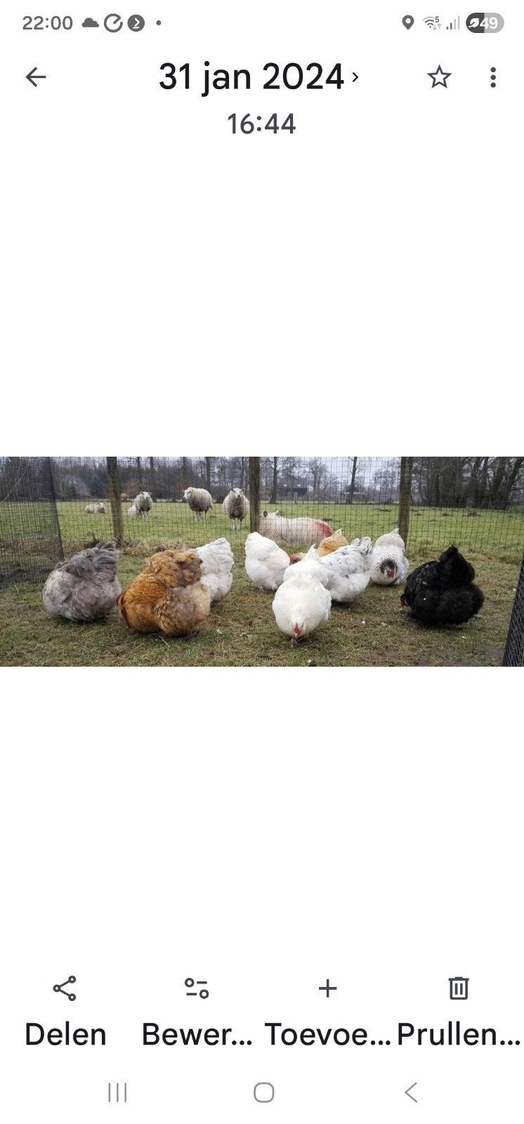 Orpington hennen groot, Dieren en Toebehoren, Pluimvee, Vrouwelijk, Kip