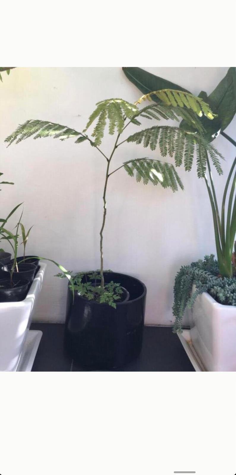 Roze zijdeboom Albizia julibrissin boompjes planten zaden, Overige soorten, Volle zon, Vaste plant, Ophalen of Verzenden