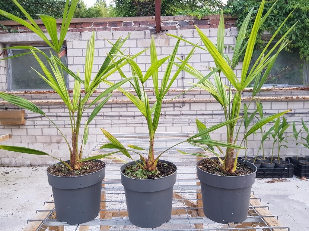 Chinese Waaier Palm Trachycarpus fortunei, Volle zon, Vaste plant, Lente, Ophalen