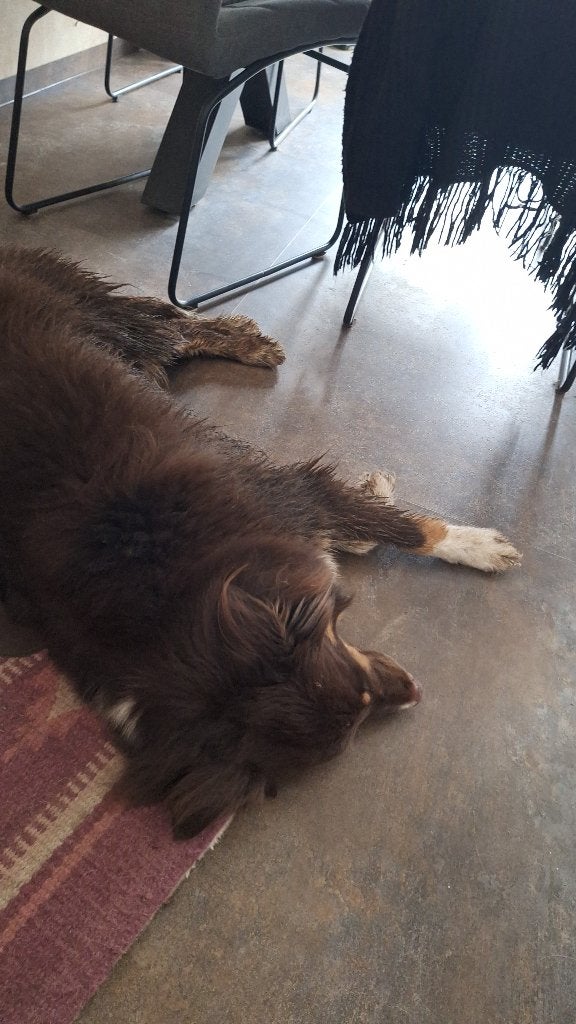 Australian shepherd, Dieren en Toebehoren, Honden | Herdershonden en Veedrijvers, Sheepdog, Reu, 1 tot 2 jaar, Eén hond