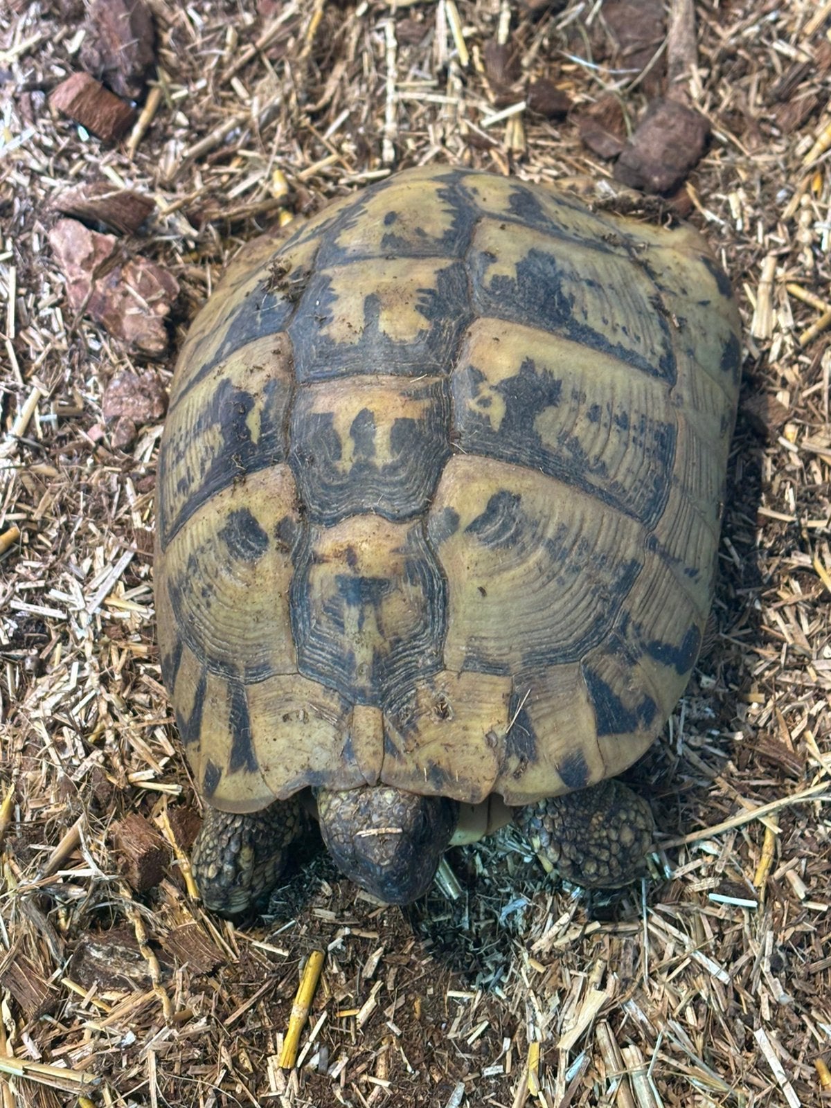 4x volwassen testudo hermani (griekse landschildpad), Dieren en Toebehoren, Reptielen en Amfibieën, Schildpad, Tam, 11 jaar of ouder