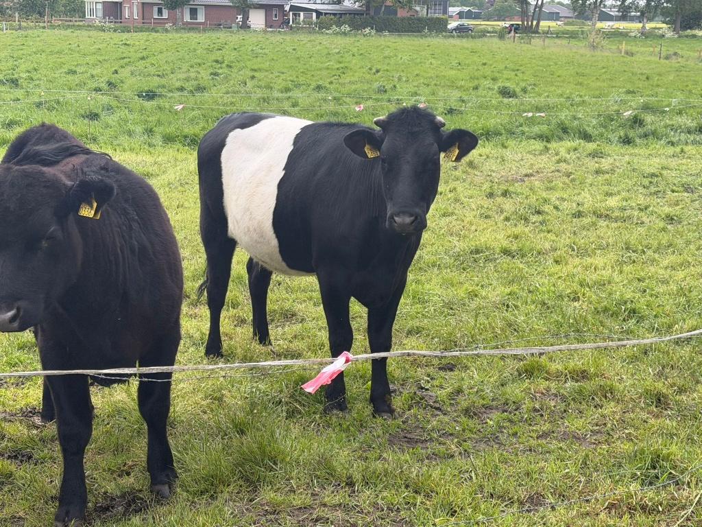 Prachtige zwart-witte Lakenvelder te koop, Dieren en Toebehoren, Runderen, Vrouwelijk, 0 tot 2 jaar
