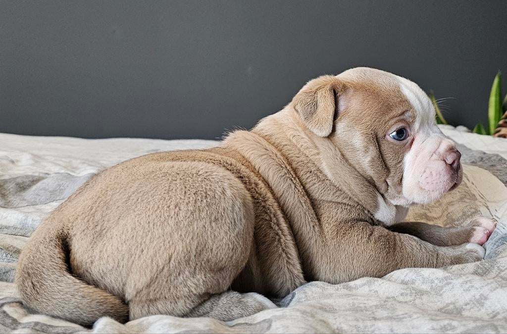 Prachtige Old English Bulldog pup teefje, Dieren en Toebehoren, Honden | Bulldogs, Pinschers en Molossers, 8 tot 15 weken, Meerdere
