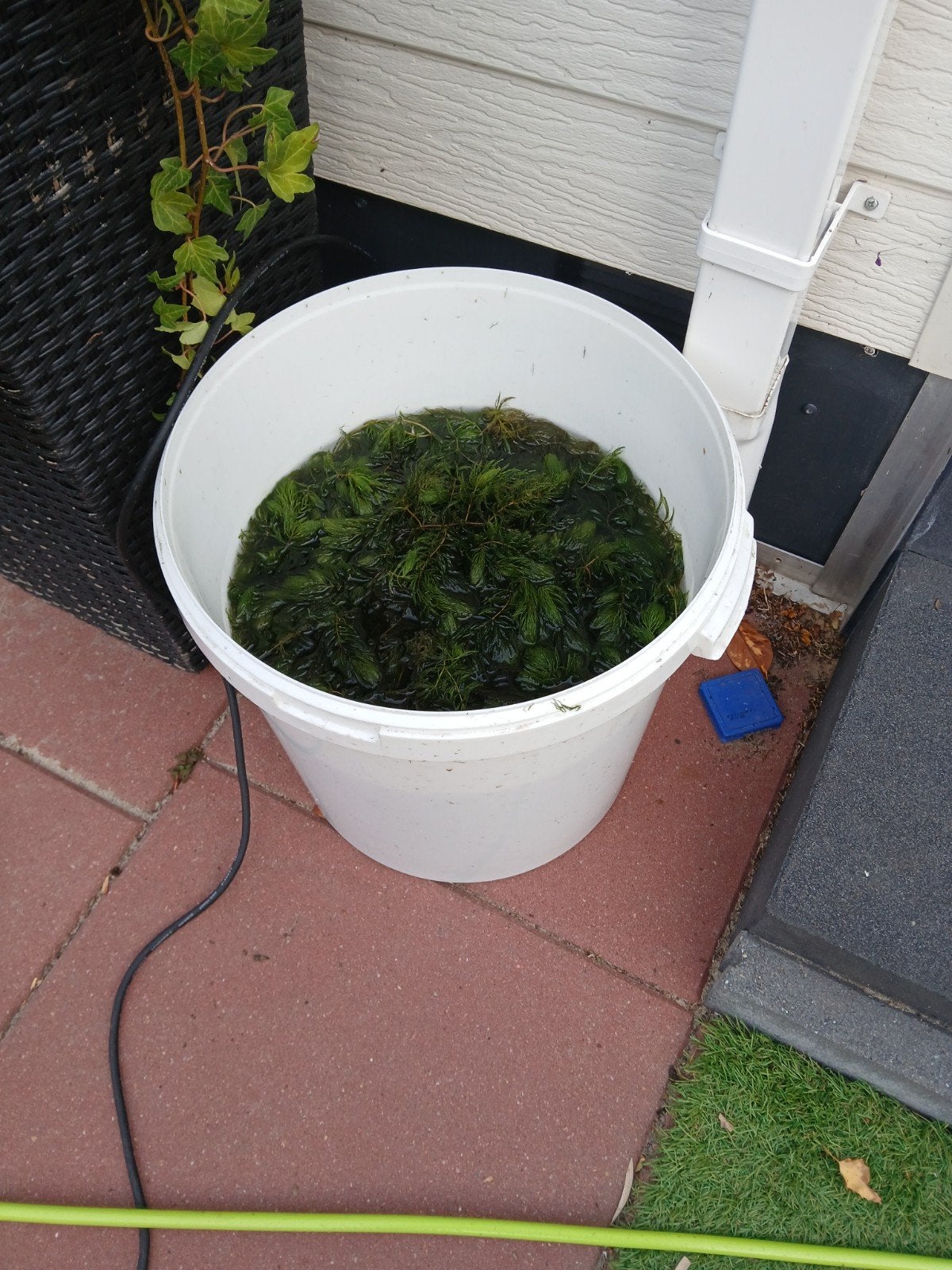 Nu zuurstofplanten emmer vol nu 20 euro, Tuin en Terras, Vijvers, Ophalen of Verzenden