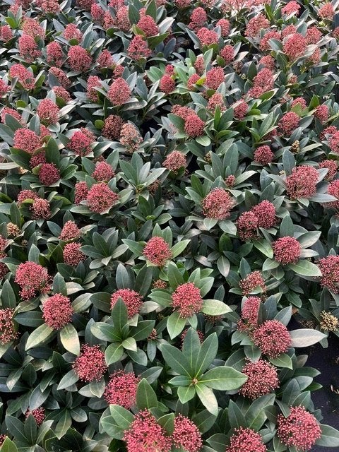 Skimmia japonica 'Rubella', Vaste plant, Halfschaduw, Winter, Ophalen