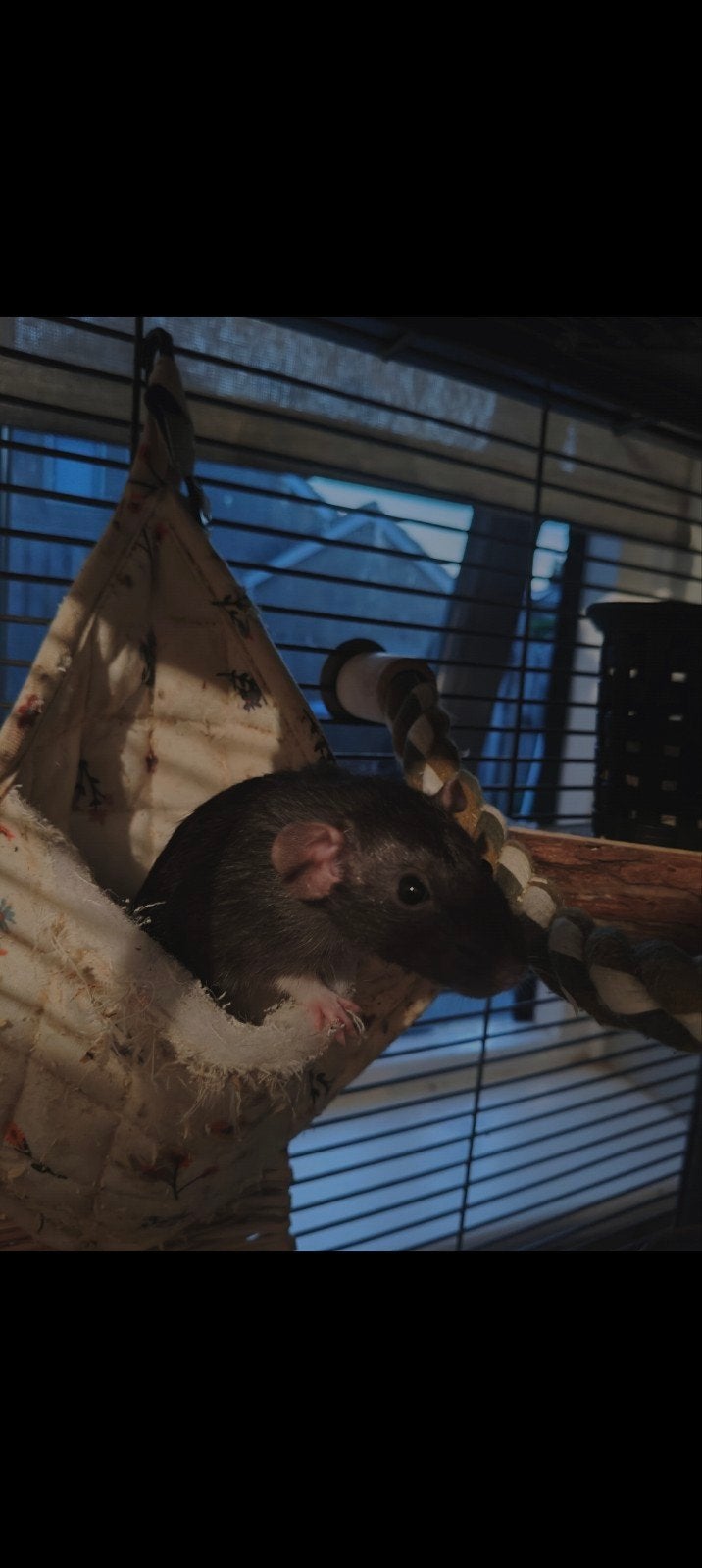 eenzame mannetjesrat herplaatsing, Maart, Mannelijk, Rat