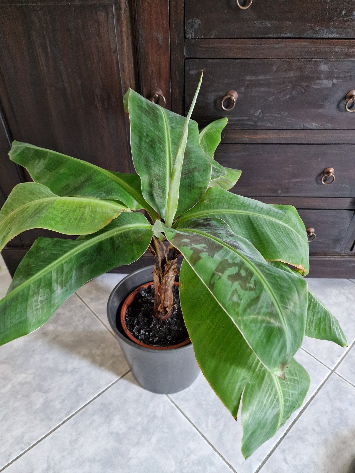 Mooie musa dwarf bananenboom mag verhuizen! Incl pot, Ophalen, Halfschaduw, Minder dan 100 cm