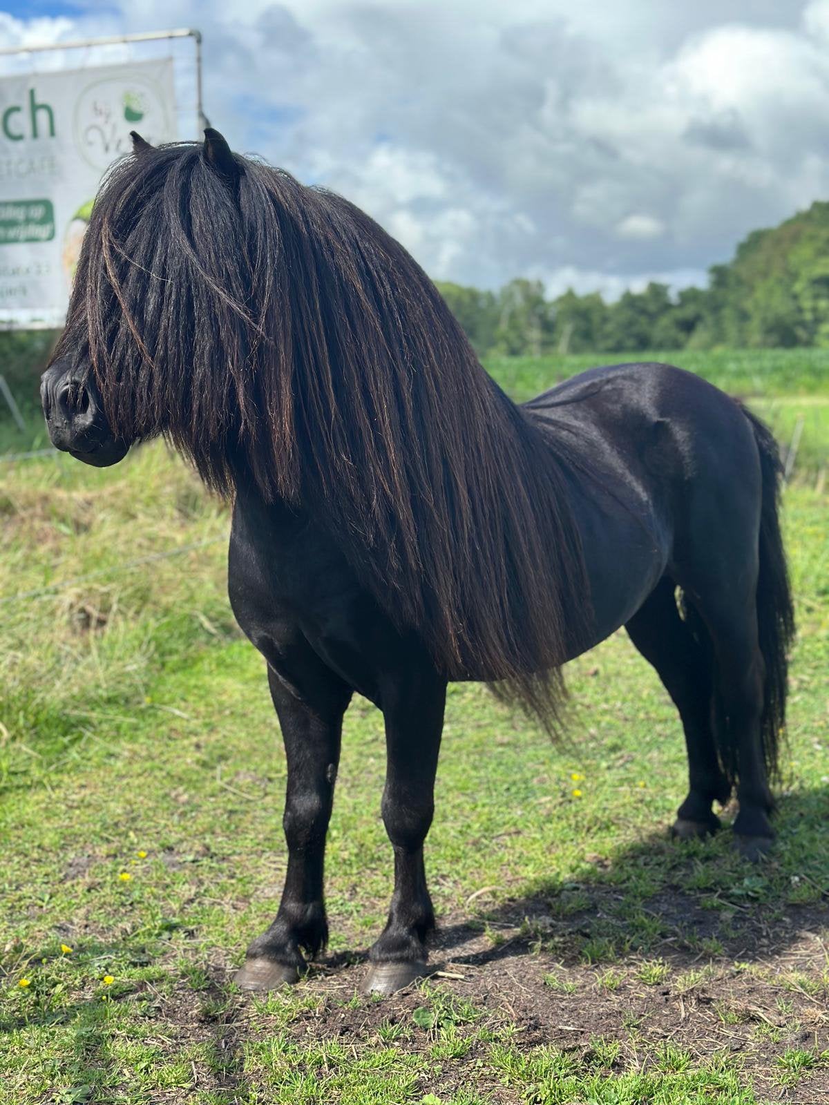 Definitief goedgekeurde NSPS shetlander dekhengst, Meerdere dieren, A pony (tot 1.17m), Met stamboom, 0 tot 2 jaar